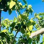 Petrae House Bed and Breakfast Ostuni