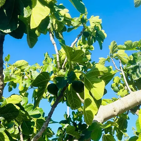 Petrae House Bed & Breakfast Ostuni