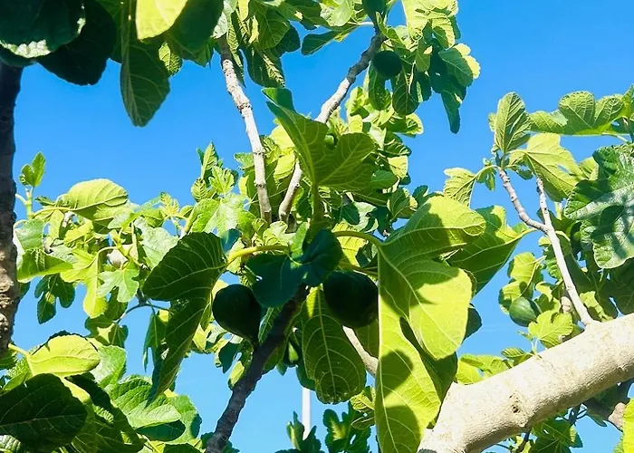Petrae House Alojamento de Acomodação e Pequeno-almoço Ostuni